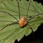 Opiliones