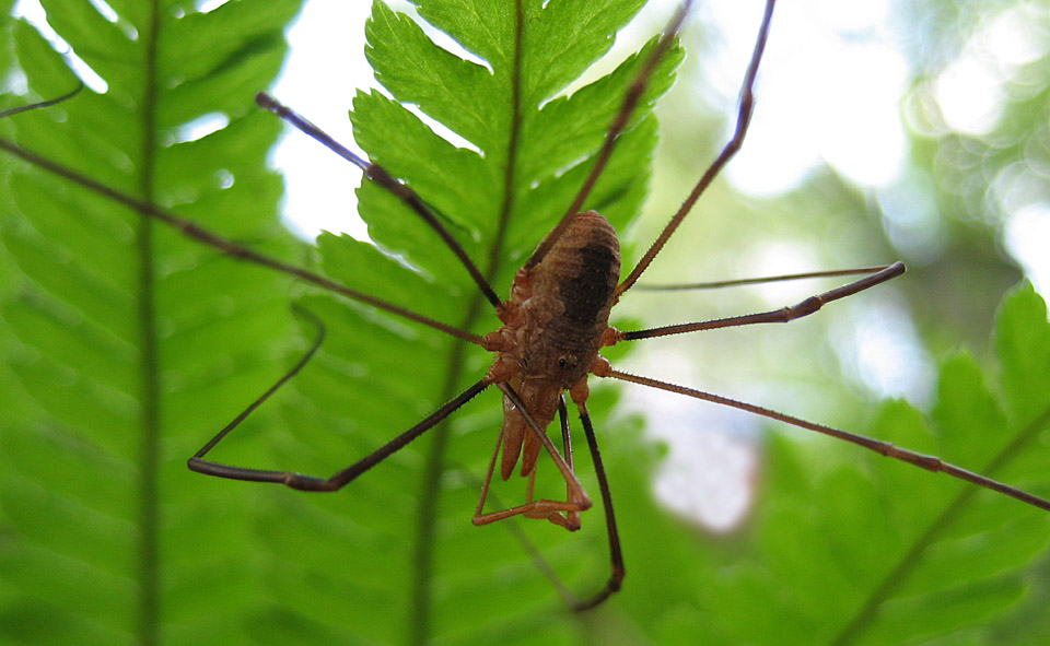 Opiliones for identify