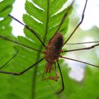 Opiliones for identify