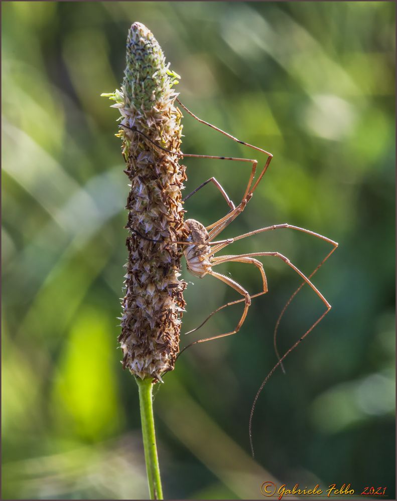 Opiliones harvestman Sundevall, 1833