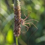 Opiliones harvestman Sundevall, 1833