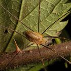 Opiliones II