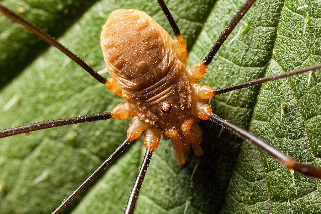 Opiliones III