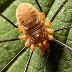 Opiliones III