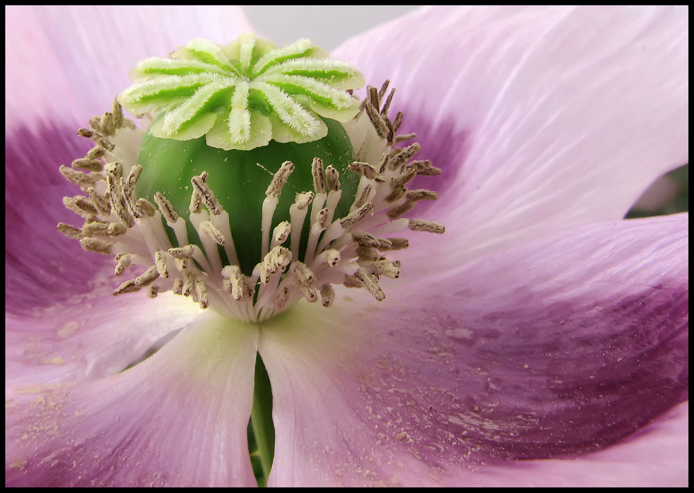 Opio (Papaver somniferum)