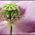 Opio (Papaver somniferum)