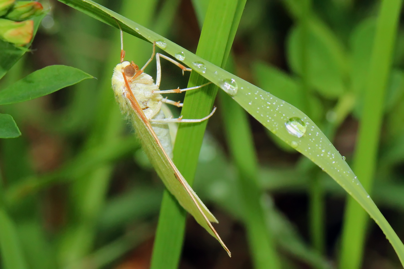 Opisthograptis luteolata