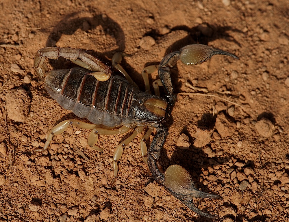 Opistophthalmus capensis (trächtiges Weibchen)