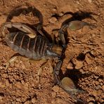 Opistophthalmus capensis (trächtiges Weibchen)