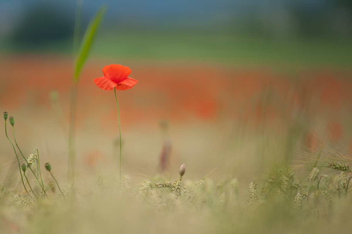 opium fürs auge....