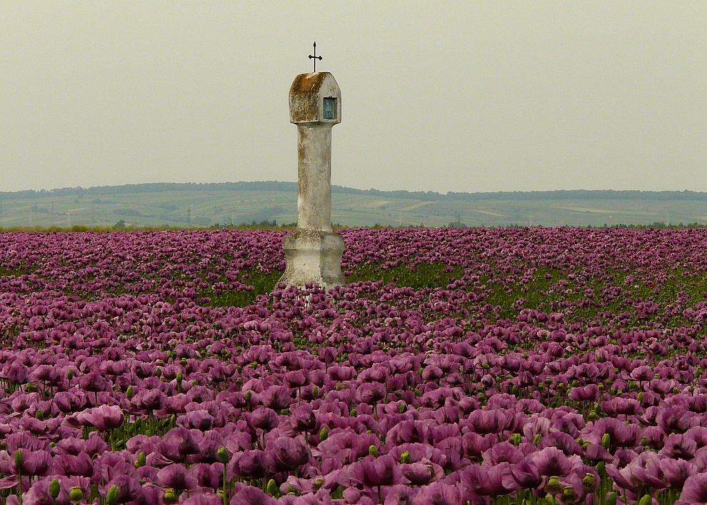 . . "Opium . . fürs Auge". .