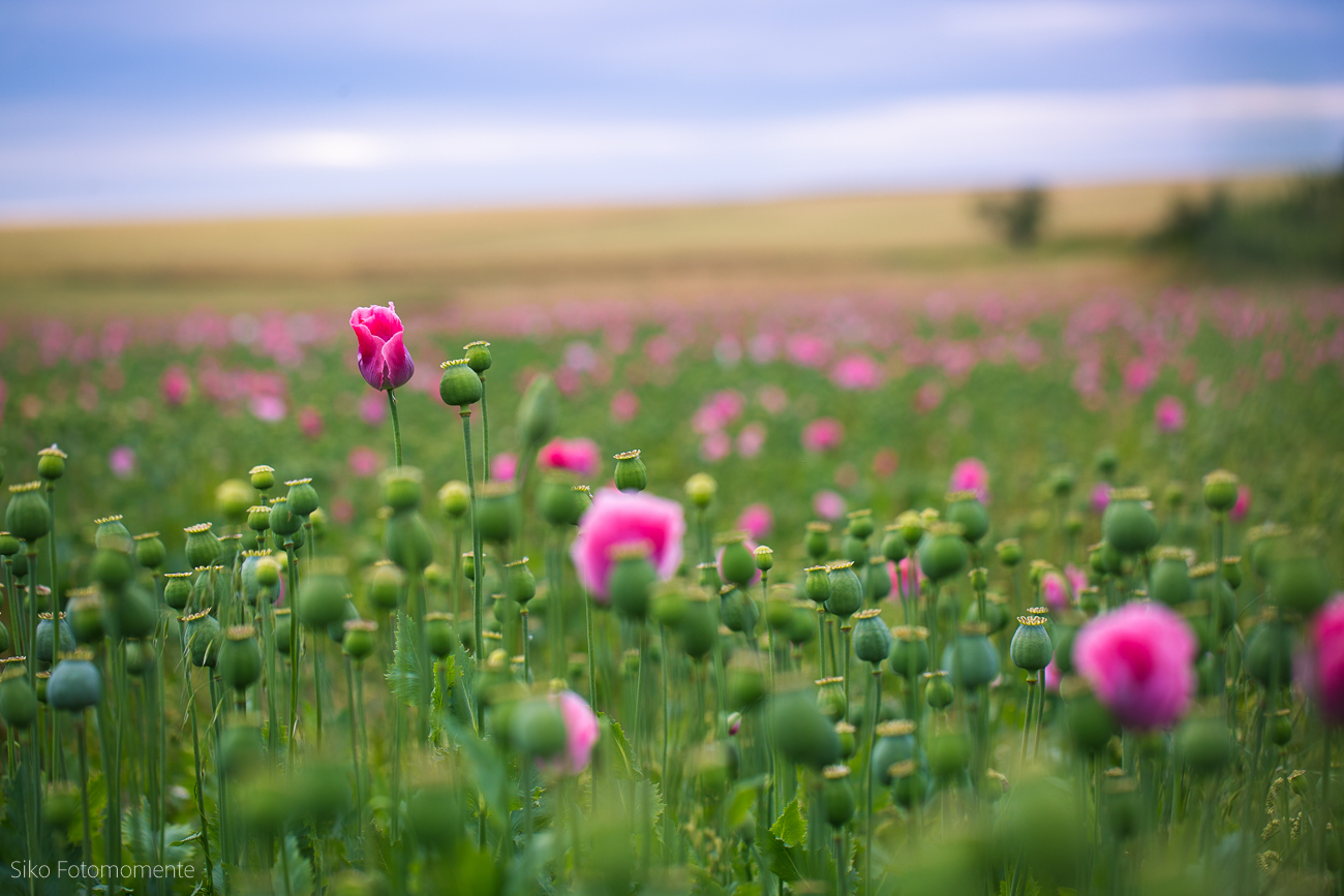 Opium poppies 