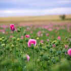 Opium poppies 