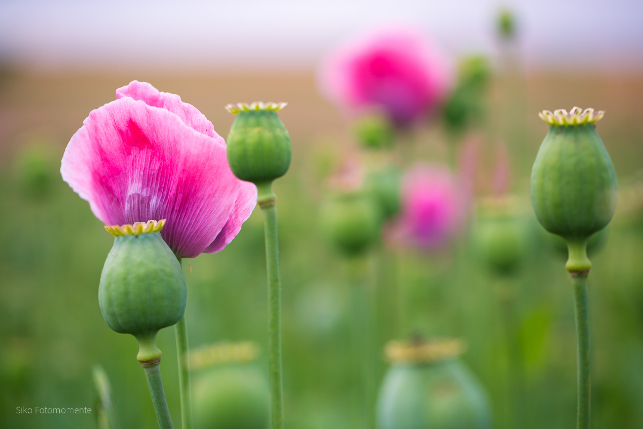 Opium poppies II