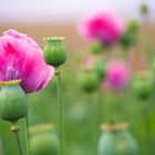 Opium poppies II