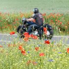 opium poppy rider