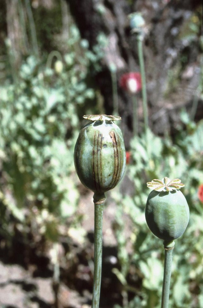 Opiumanbau