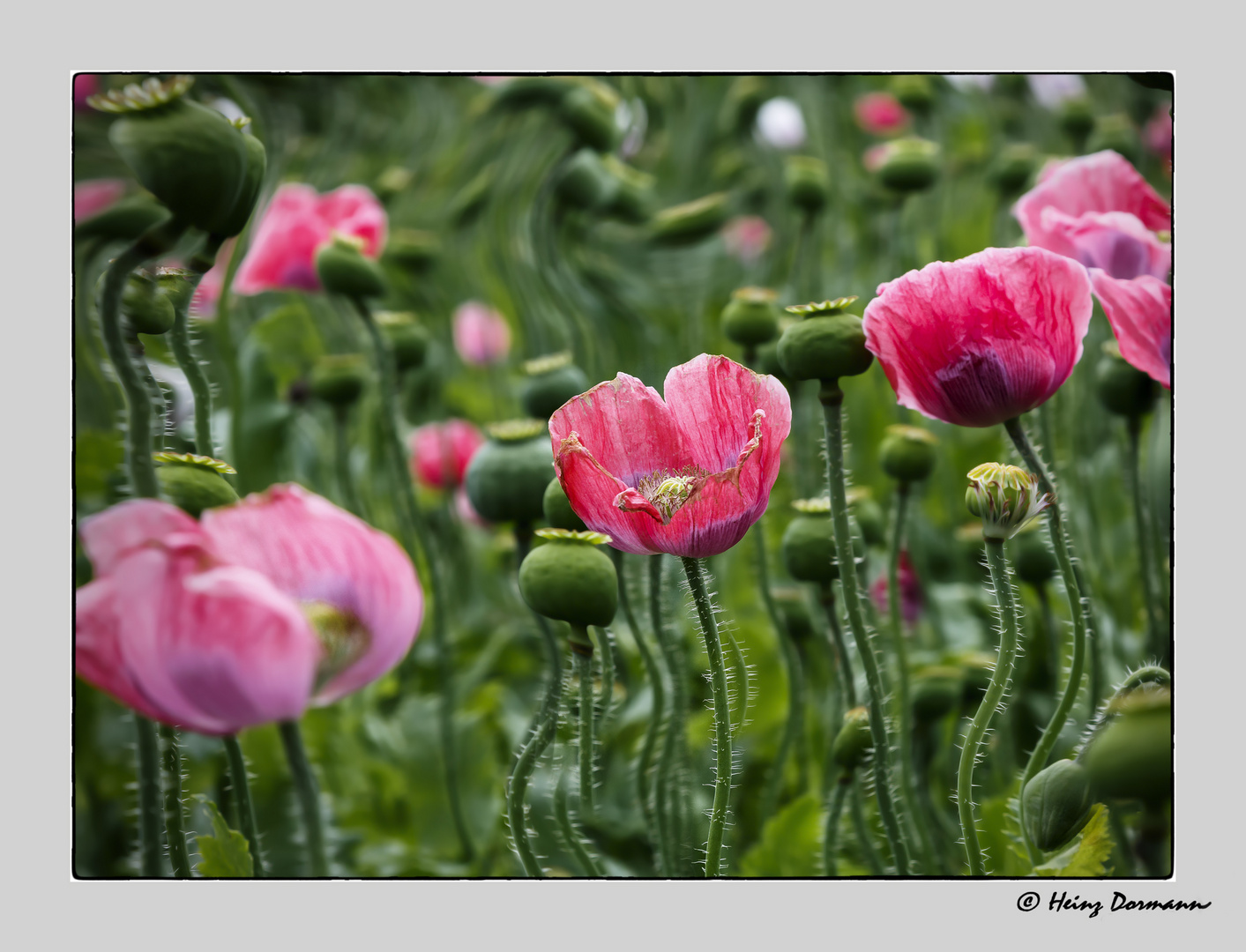 Opiumfeld_ natürlich Mohn ;o))