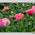 Opiumfeld_ natürlich Mohn ;o))