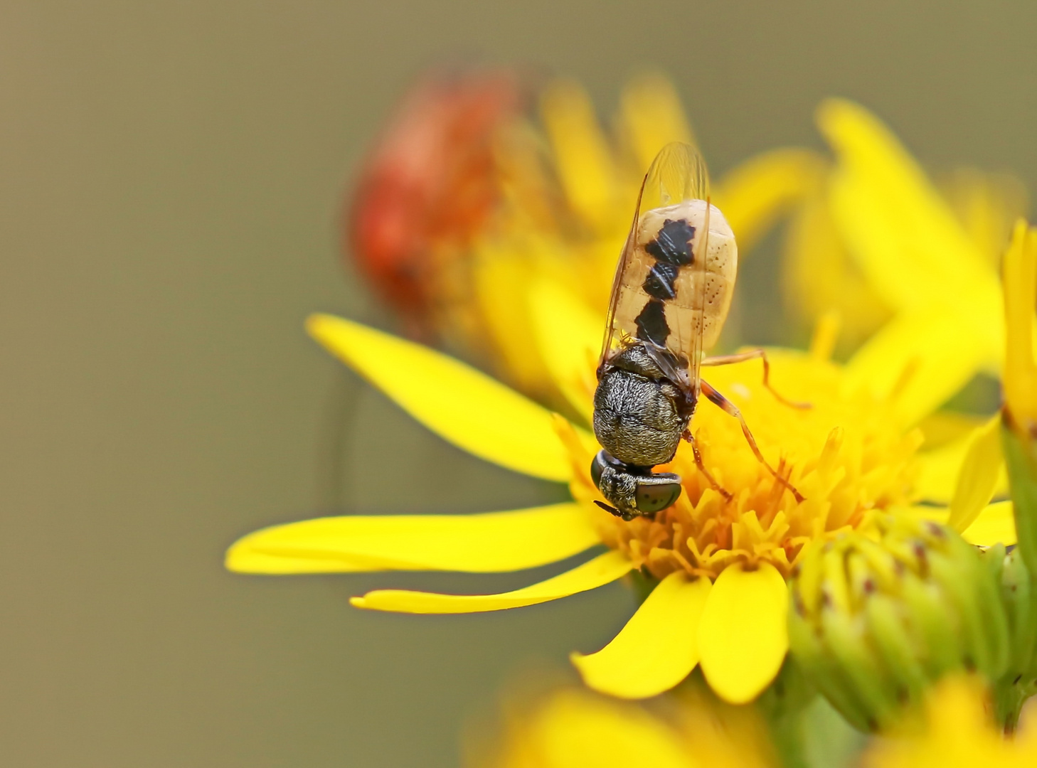 Oplodontha viridula