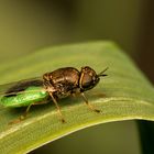 Oplodontha viridula