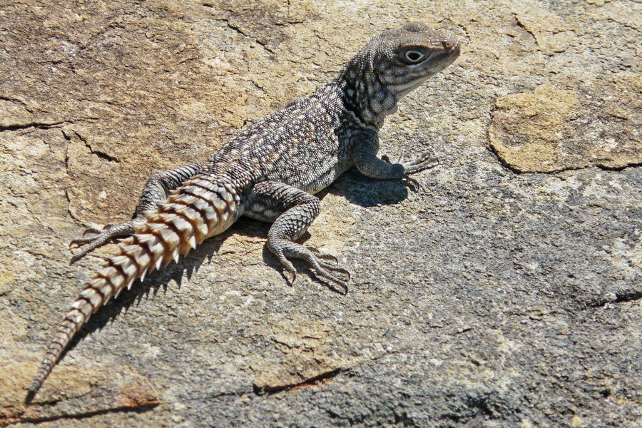 Oplurus cyclurus Foto & Bild | tiere, wildlife, amphibien & reptilien
