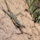 Oplurus grandidieri - Leguane in der Region von Andringitra