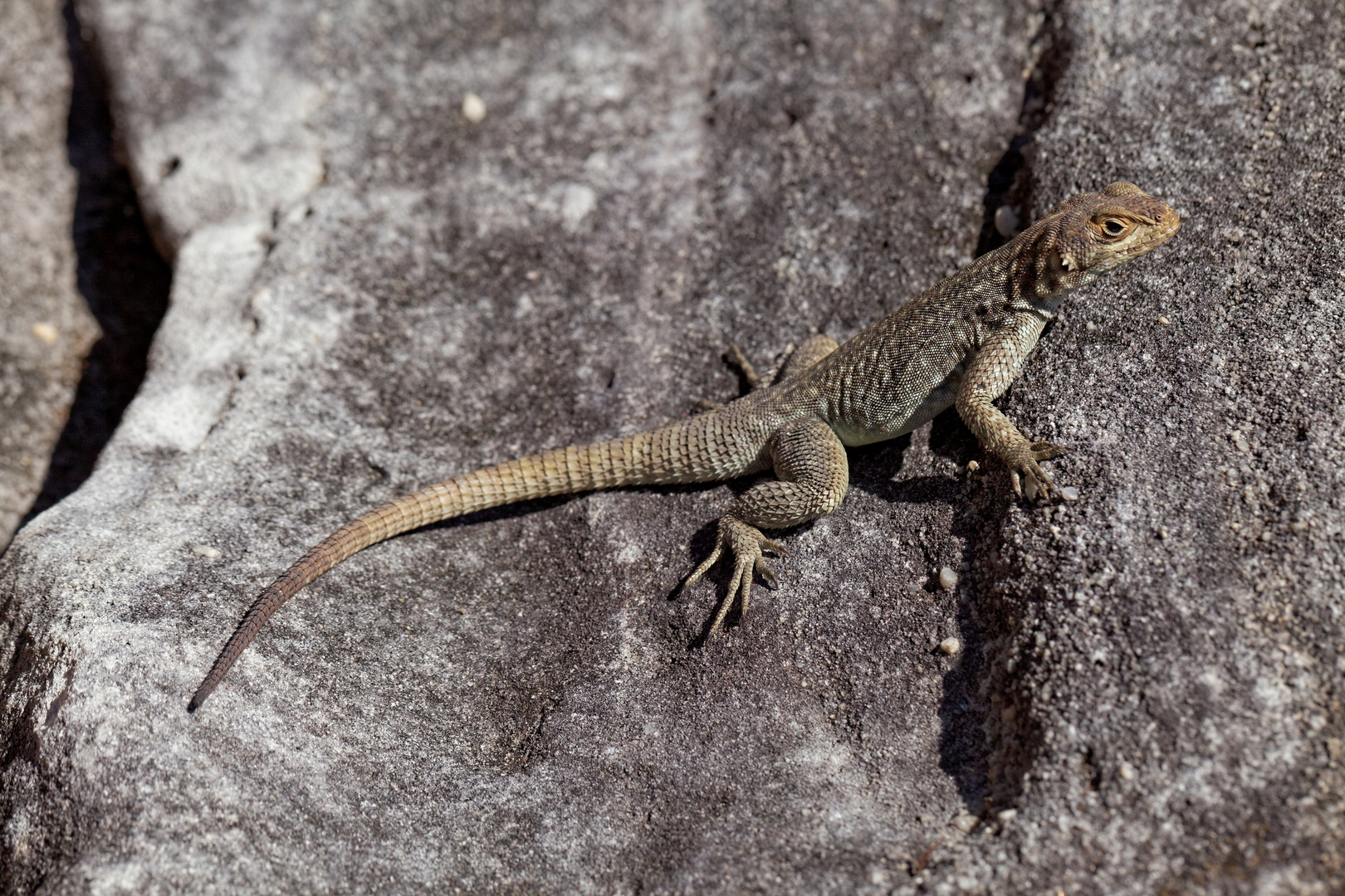 Oplurus quadrimaculatus