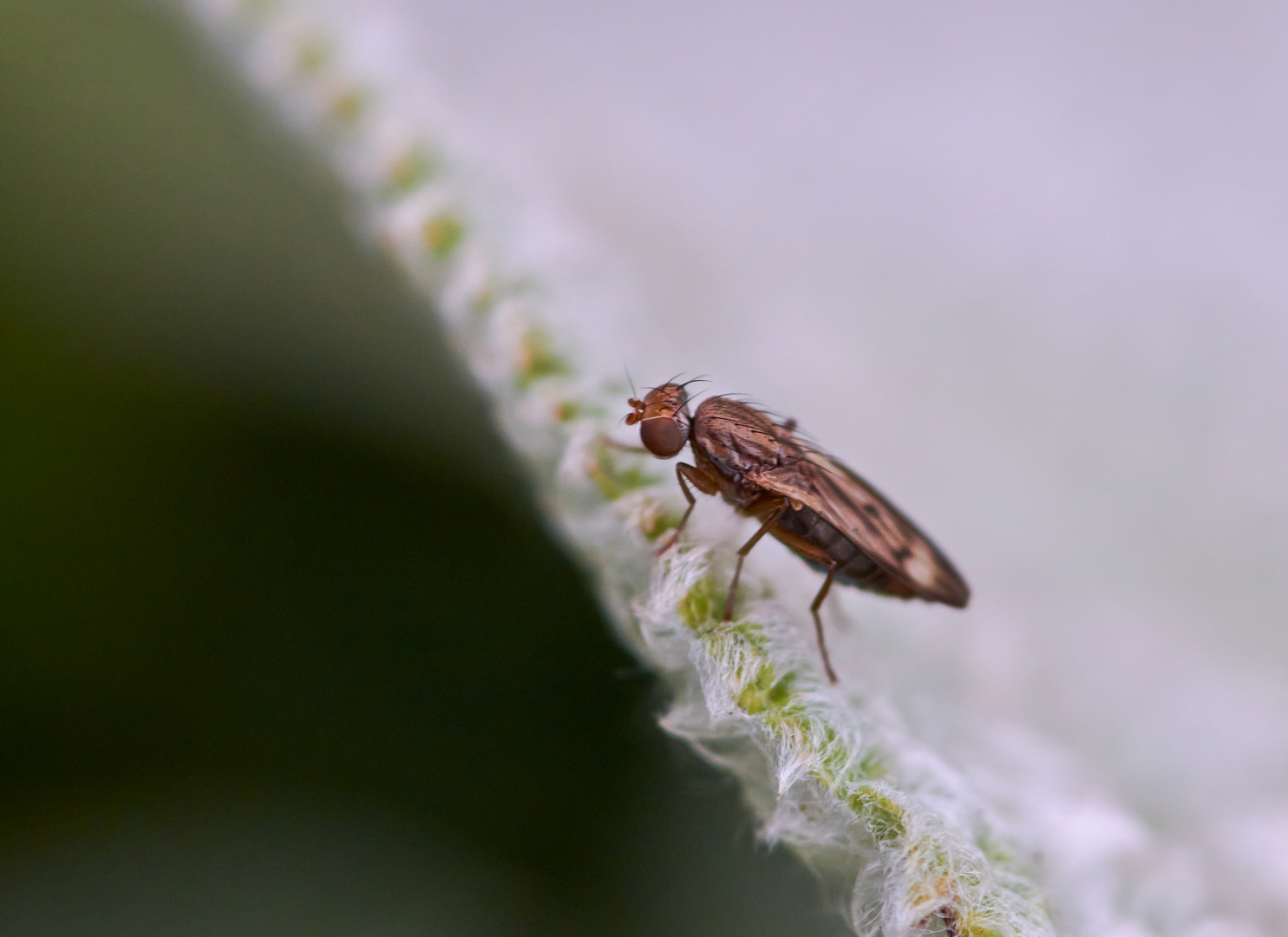 Opomyza germinationis