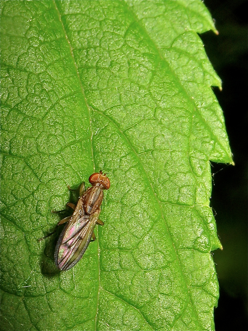 Opomyza germinationis aus der Familie der Saftfliegen (Opomyzidae)