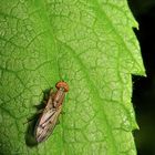 Opomyza germinationis aus der Familie der Saftfliegen (Opomyzidae)