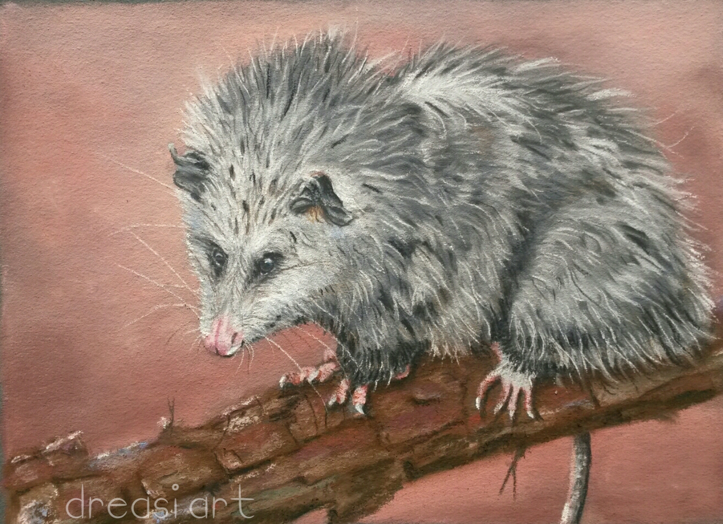 Opossum