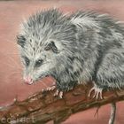 Opossum