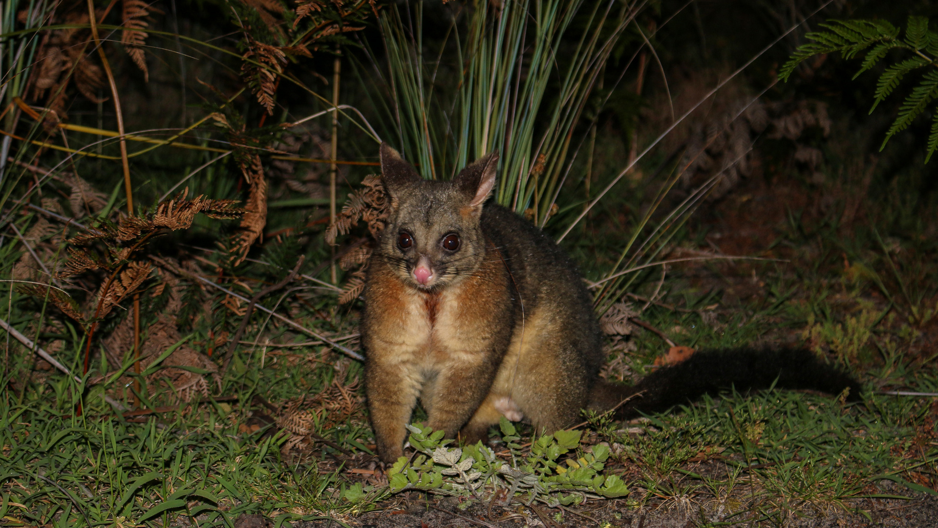 Opossum