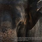 Oppel und der Elefant