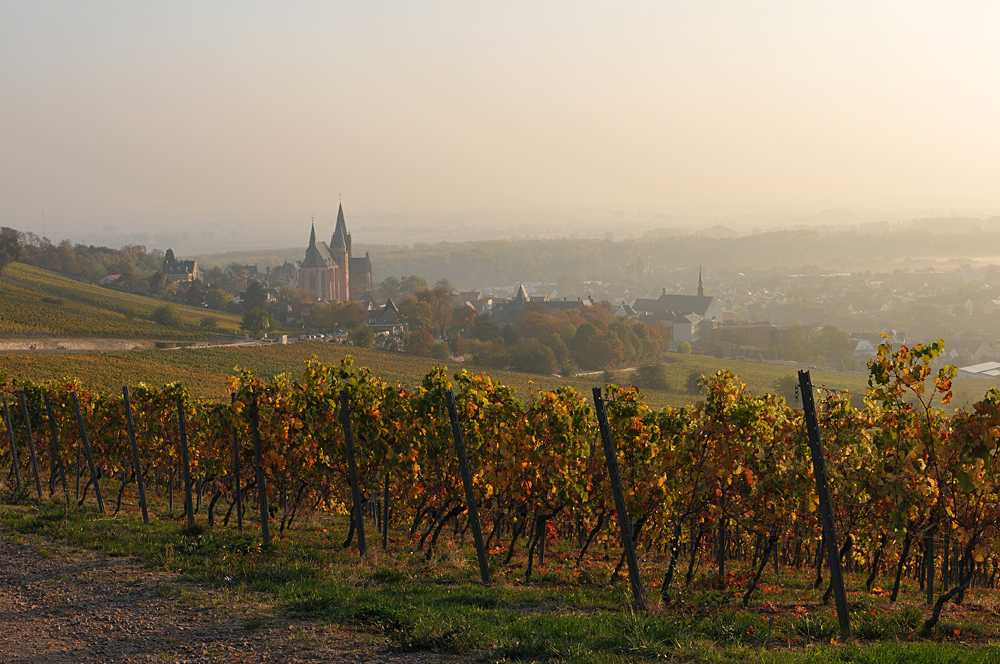 Oppenheim: Die Katherinenkirche und herbstliches Weinlaub