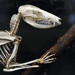 Oppossum – Skelett