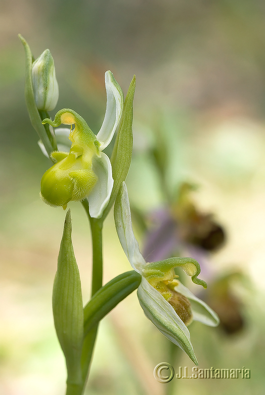 Oprhys Apifera, albina