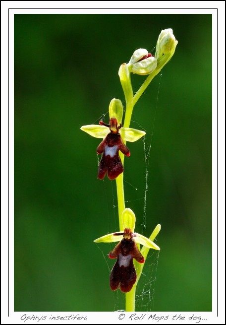 Oprhys insectifera...