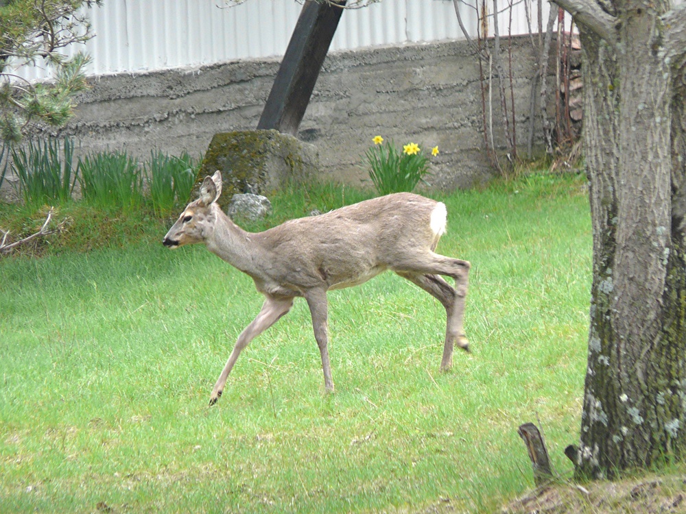 Ops!!! Un capriolo in giardino!!!!!