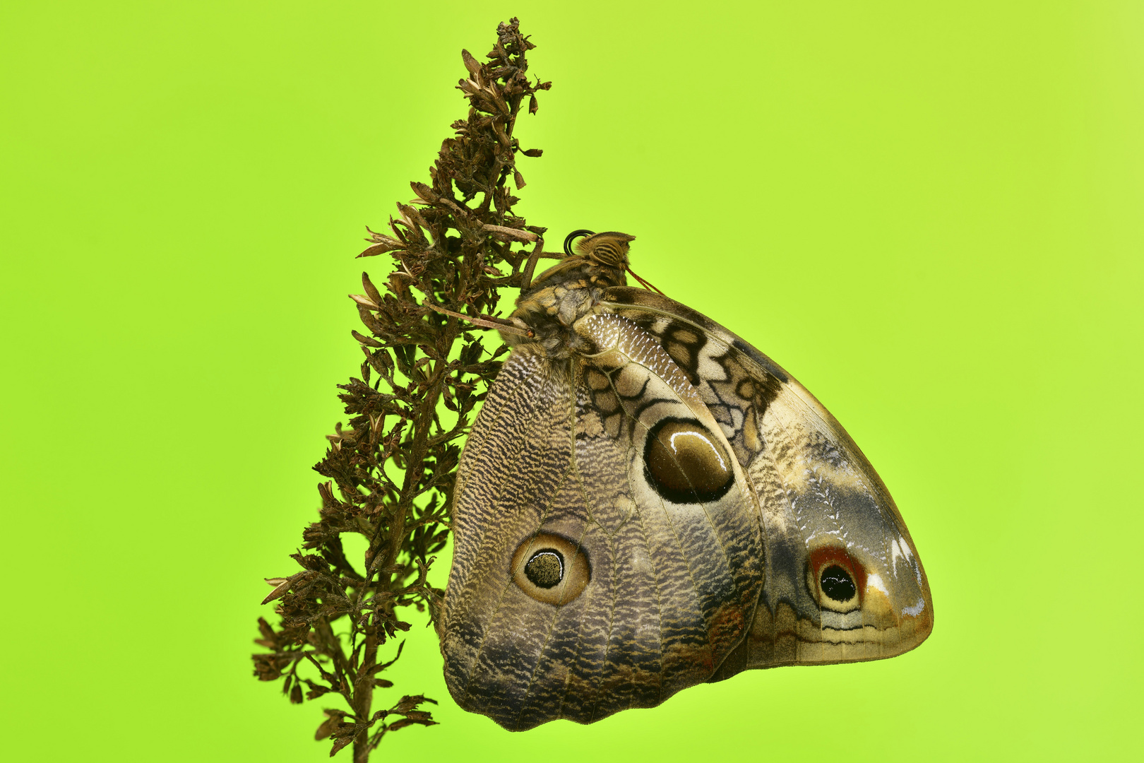 Opsiphanes tamarindi Foto & Bild tiere, haustiere, zoo, wildpark