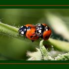 Opss.... ( Coccinelle )