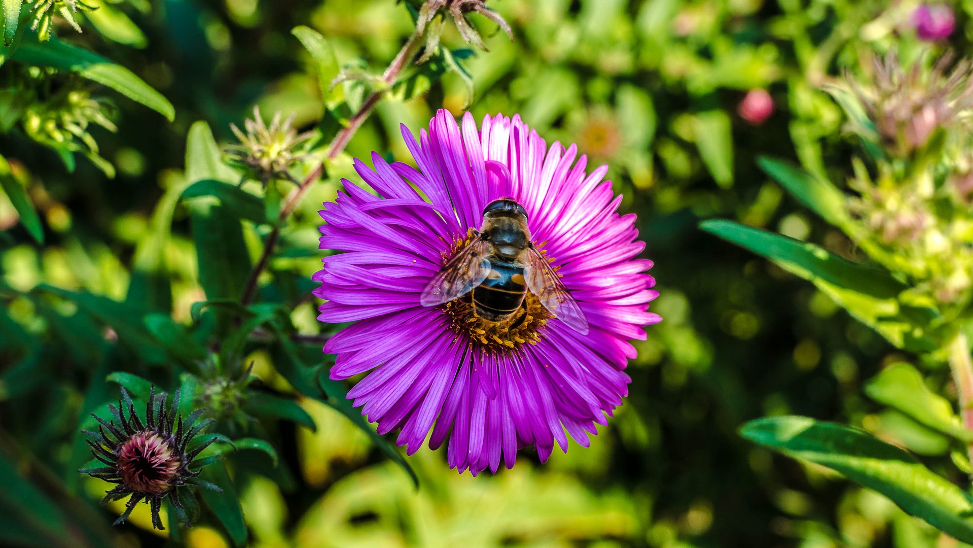 Optisches Menue Heute: Insekt an Blüte