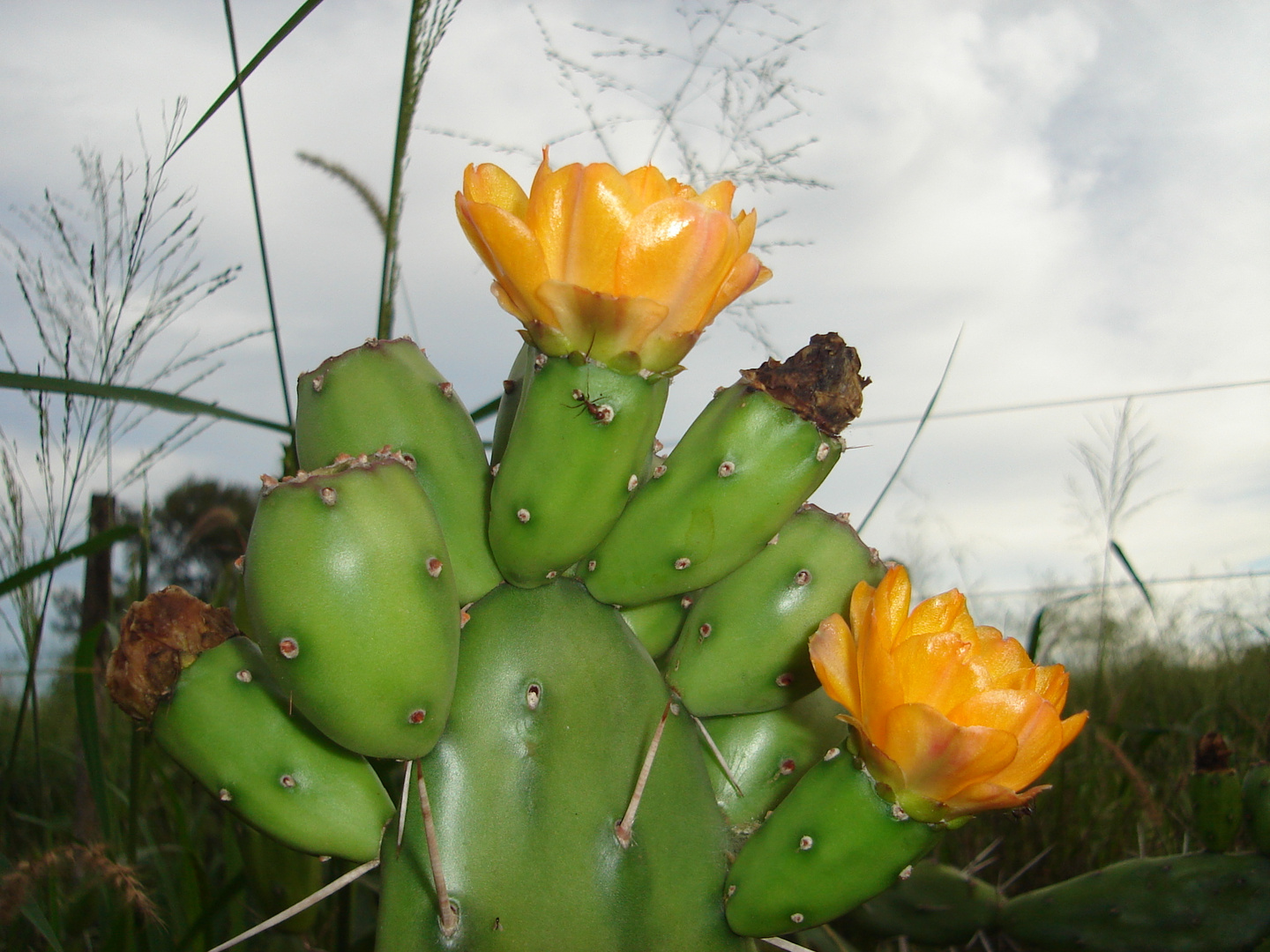 Opuntia