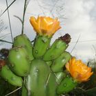 Opuntia