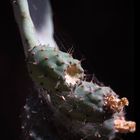 Opuntia