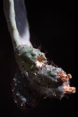 Opuntia