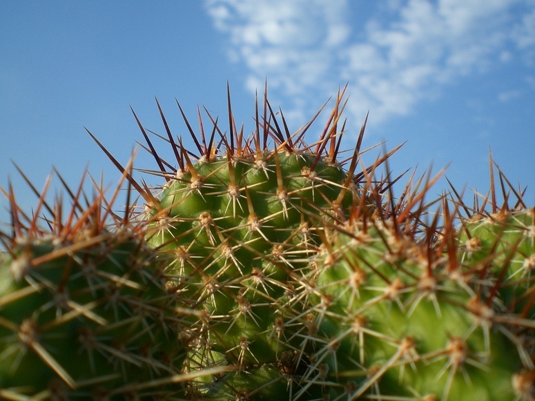 Opuntia