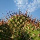 Opuntia