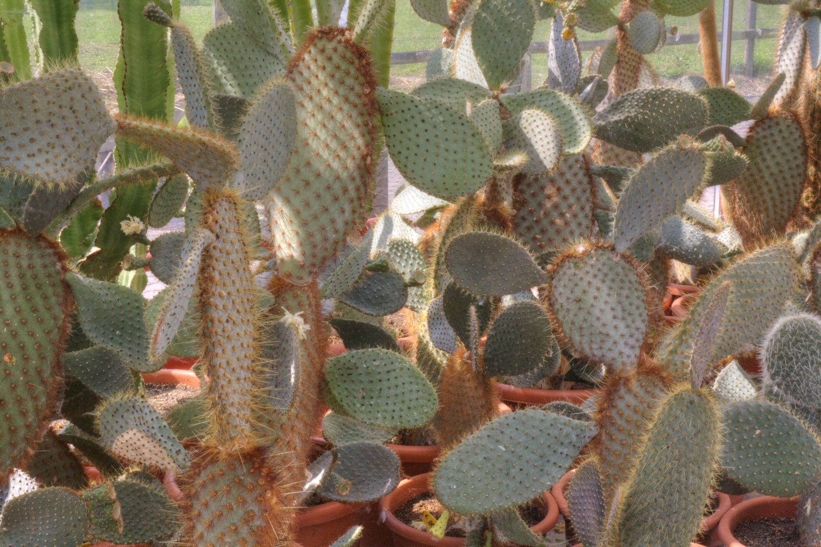 Opuntia